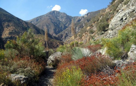 CWC_Sheep-Mountain_SG-e1412805840752