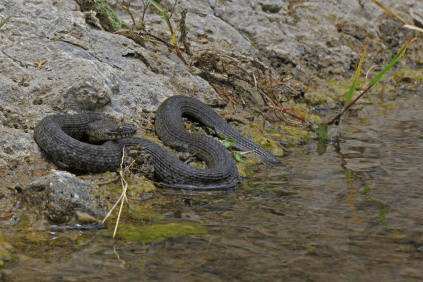 Fri 7/20: 2nd action – Even scary animals need our protection. Also due&nbsp;today!