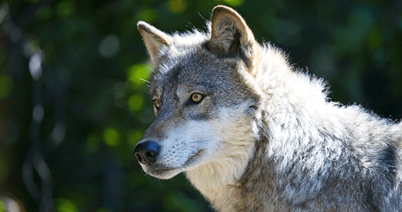 Tues – 11/13: The legacy of the GOP – making endangered animals extinct. – CALL THIS&nbsp;MORNING!